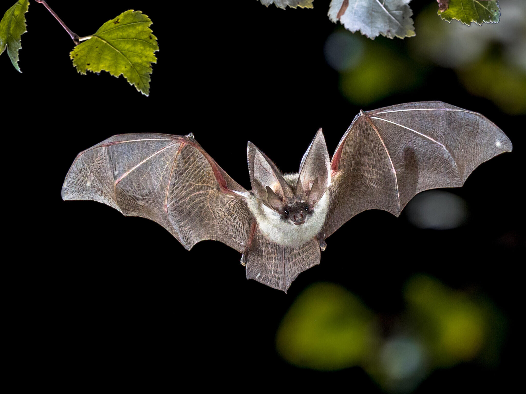 Fladdermussafari - International Bat Night