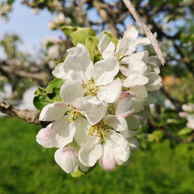 Äppelträd i Orangeriträdgården – foto Aja Axlund